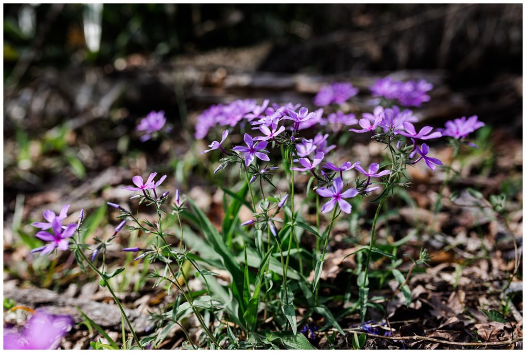 Purple wildflowers at Torreya State Park. Pensacola Photographer