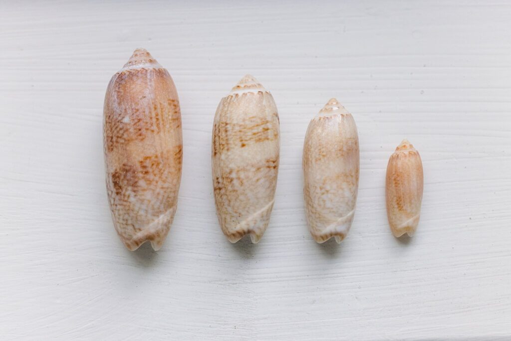 Various-sized Olive Seashells from Pensacola Beach Shell hunting